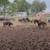 Super broke gelding 8 thumbnail