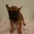 French bulldog Marshall 1 thumbnail