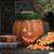 Scentsy Jack O’Lantern-New in Box 1 thumbnail