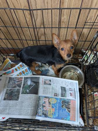 Male dorkies (Moselle)63611950503299120
