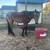 Bay roan Stud colt 3 thumbnail