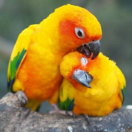 Looking to adopt a Sun Conure 1