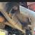 2006 Dodge Ram 2500 Cummins (TEXAS TRUCK) 14 thumbnail