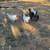 Unsexed silkie chickens 2 thumbnail