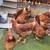 BACK YARD Chicken for sale (CHOOKS) 4 thumbnail