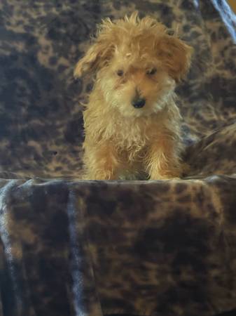 yorkie mixed pups (Carbondale)63688376404483120