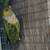 Black capped conure parrot 2 thumbnail