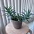 Pothos, zebra plants, aloe vera, jade, orchid planter 3 thumbnail