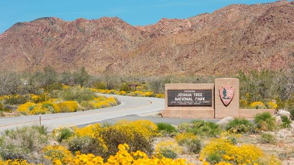 $8,500 / 54450ft2 - 1.25 Acre Vacant Land Parcel Offgrid 29 Palms Joshua Tree Park (Twentynine Palms, CA 92277)63953079776130122
