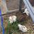 Rex bunnies 1 thumbnail