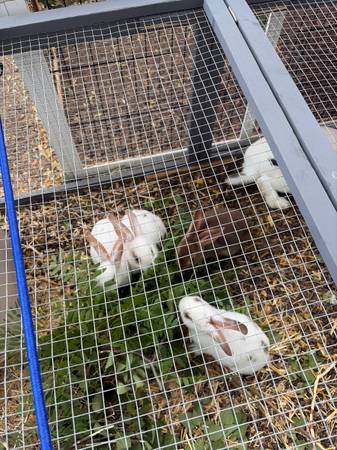 Rex bunnies 1