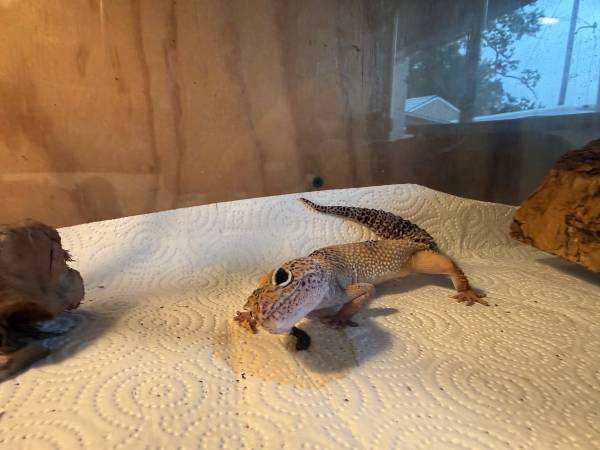Leopard Gecko 1