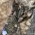 Guineas 2 thumbnail