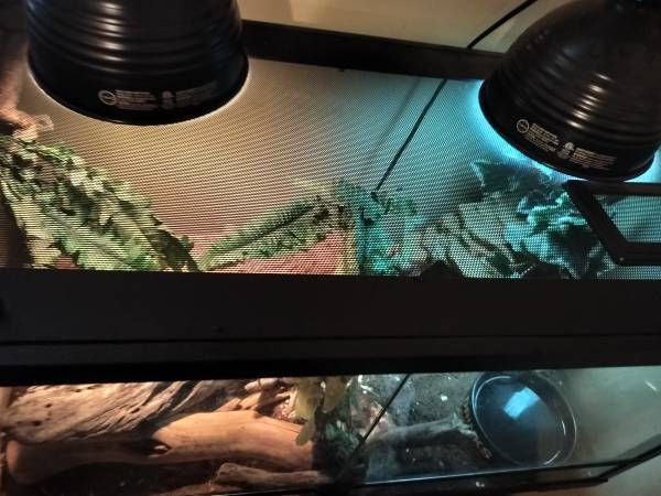 Friendly Ball Python 1