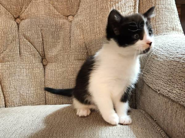 Adorable Tuxedo Kitten 1