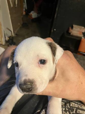 6 Hembras y 2 Machos Cachorros de Pitbull Gladiator y Blue Healer (Yelm)63684505862787124