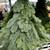 Real Noble Fir, Table Christmas tree 9 thumbnail