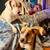 URGENT Help Rescue to Get dogs adopted - closing 18 thumbnail