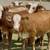 Tigerstripe & Chocolate Braford Replacement Heifers 7 thumbnail
