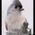 BIRD Video ABCs 2 thumbnail