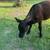 Brangus heifer 3 thumbnail