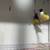 GOULDIAN FINCHES PAIR 3 thumbnail