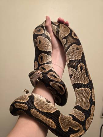 Rehoming Ball Pythons (Cody)63655939163651121