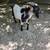 Nigerian Dwarf Wether Looking for New Home - REDUCED 1 thumbnail