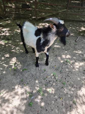 Nigerian Dwarf Wether Looking for New Home - REDUCED 1