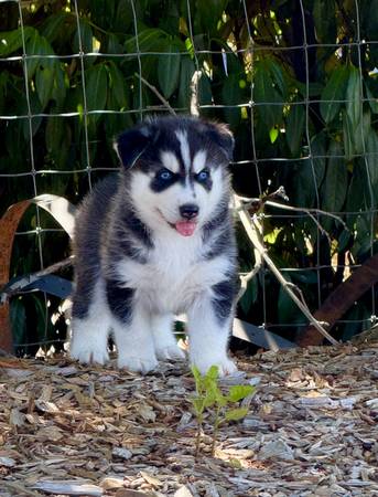 Pure Siberian husky - farm & garden - by dealer - sale