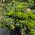 Pittosporum 5 thumbnail