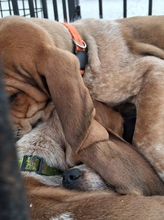 Beagles $150 (Pasco)590290266809978886