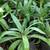 Agaves-various types and sizes-Variegated, Blue, Blue-Green and Aloes 4 thumbnail