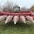 863 corn head 1 thumbnail