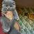 Scottish fold kittens 5 thumbnail