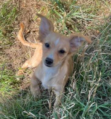 6month chihuahua [FREE] (Tacoma)63911483909251120