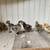 Silkie chicks 6 thumbnail