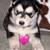 Malamute/Siberian Huskies 7 thumbnail