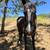 Black gelding project 12 thumbnail
