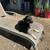 Queensland Heeler 1 thumbnail