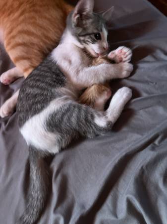 Kitty 1