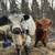 Midsize HighPark Bull 4 thumbnail