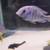 Cichlids 4 thumbnail