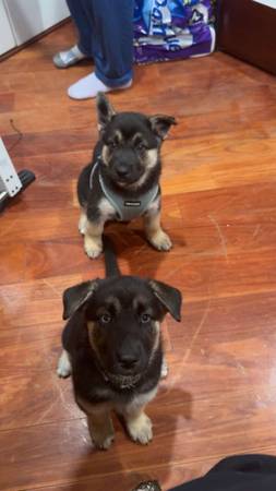 German Shepherd and Husky Puppies (Lorton)64673666417155120