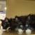 Available for adoption! Goldie & Papis' Animal Rescue 8 thumbnail