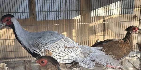 Silver pheasant pair 1