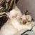 Persion kitten 4 thumbnail