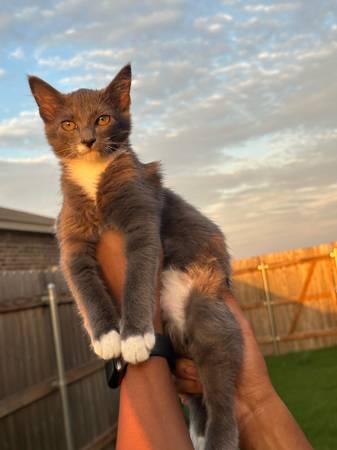 Rehoming Kitten (Killeen)63839344334979120
