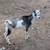 Nigerian Dwarf Goat Kids and Adults 3 thumbnail