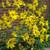 PERENNIAL GARDEN PLANTS From My Private Garden-Dozens of Kinds $5 8 thumbnail